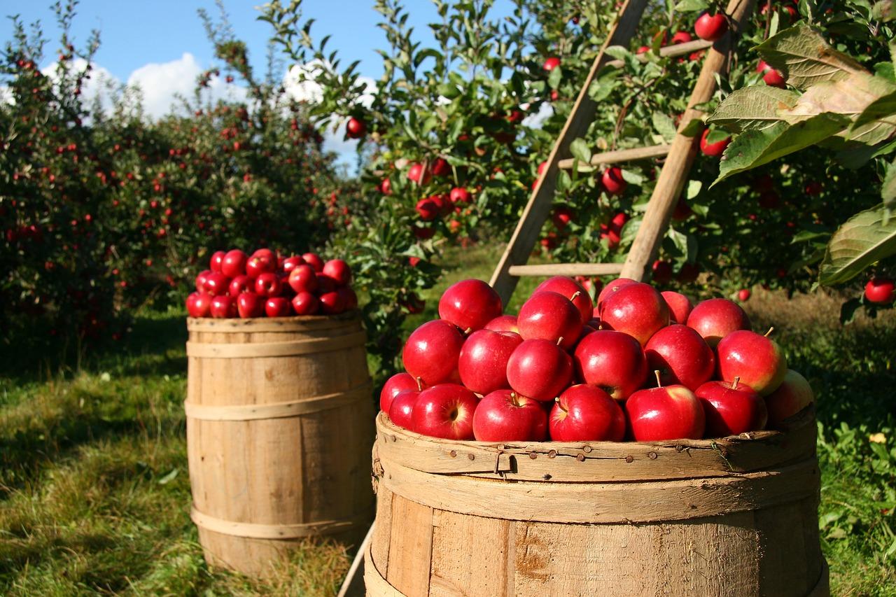 Imagen de archivo de un campo de manzanas